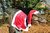Santa-saurus- Standard Visit- 19th and 20th Dec from 10-3:30pm