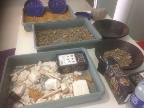 Dig your Own Fossils (Standard) - Half Term